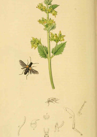 Reproducción/Reproduction 6021872463: British entomology. v.2 London,Printed for the author,1823-40