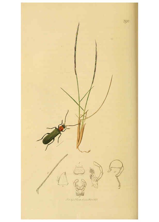 Reproducción/Reproduction 6021872773: British entomology. v.2 London,Printed for the author,1823-40