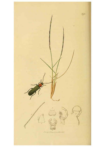 Reproducción/Reproduction 6021872773: British entomology. v.2 London,Printed for the author,1823-40