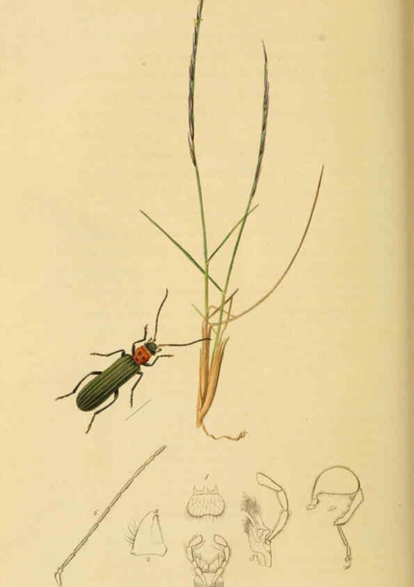 Reproducción/Reproduction 6021872773: British entomology. v.2 London,Printed for the author,1823-40