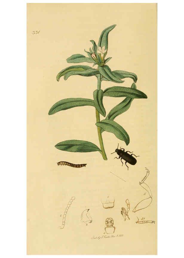 Reproducción/Reproduction 6022423062: British entomology. v.2 London,Printed for the author,1823-40