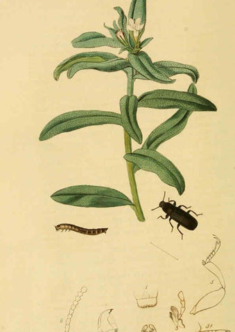 Reproducción/Reproduction 6022423062: British entomology. v.2 London,Printed for the author,1823-40
