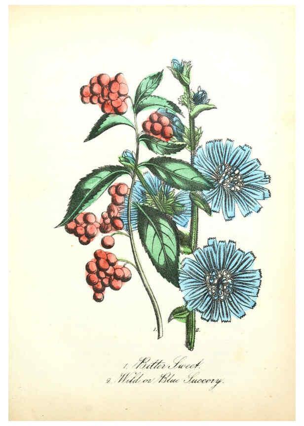 Reproducción/Reproduction 6021781205: The American flora. v.1 New York :Hull & Spencer,1855