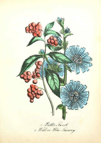 Reproducción/Reproduction 6021781205: The American flora. v.1 New York :Hull & Spencer,1855