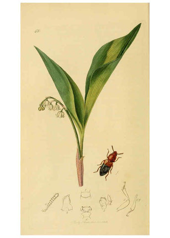 Reproducción/Reproduction 6022422768: British entomology. v.2 London,Printed for the author,1823-40