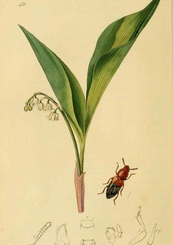 Reproducción/Reproduction 6022422768: British entomology. v.2 London,Printed for the author,1823-40