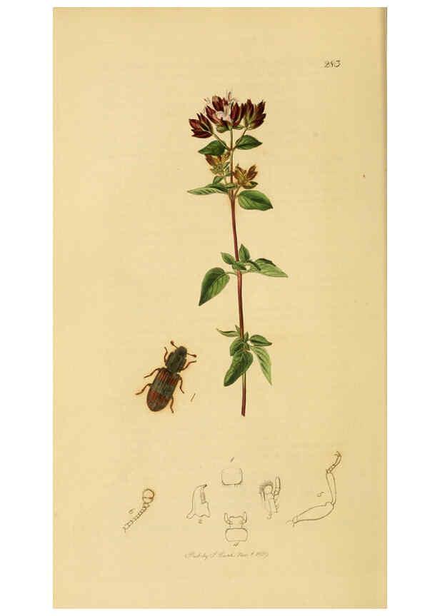Reproducción/Reproduction 6021865319: British entomology. v.2 London,Printed for the author,1823-40