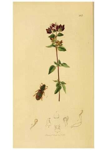 Reproducción/Reproduction 6021865319: British entomology. v.2 London,Printed for the author,1823-40
