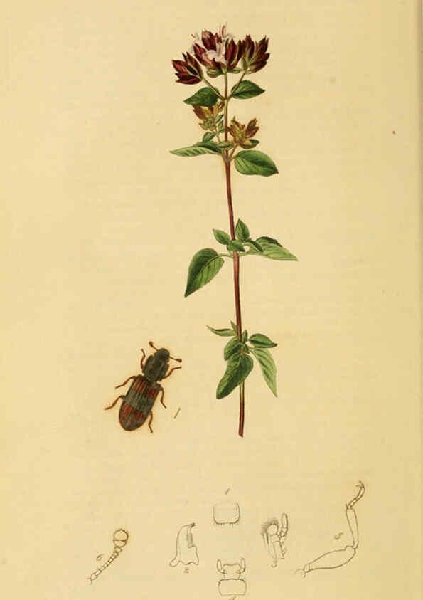 Reproducción/Reproduction 6021865319: British entomology. v.2 London,Printed for the author,1823-40
