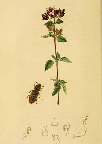 Reproducción/Reproduction 6021865319: British entomology. v.2 London,Printed for the author,1823-40