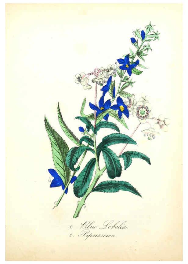 Reproducción/Reproduction 6021781961: The American flora. v.1 New York :Hull & Spencer,1855
