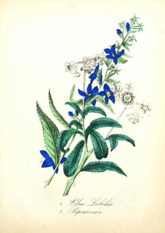 Reproducción/Reproduction 6021781961: The American flora. v.1 New York :Hull & Spencer,1855