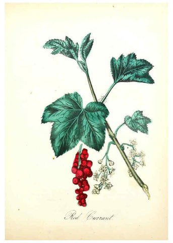 Reproducción/Reproduction 6022337882: The American flora. v.1 New York :Hull & Spencer,1855