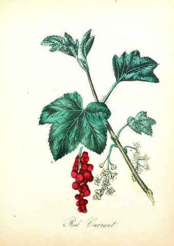 Reproducción/Reproduction 6022337882: The American flora. v.1 New York :Hull & Spencer,1855