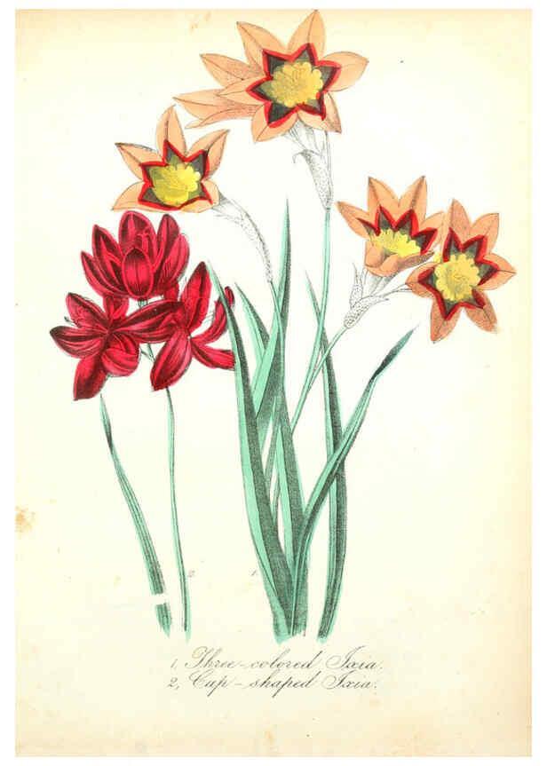 Reproducción/Reproduction 6022338206: The American flora. v.1 New York :Hull & Spencer,1855