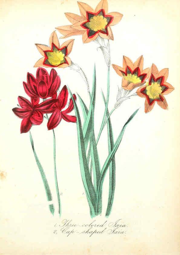 Reproducción/Reproduction 6022338206: The American flora. v.1 New York :Hull & Spencer,1855