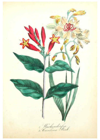 Reproducción/Reproduction 6022338800: The American flora. v.1 New York :Hull & Spencer,1855