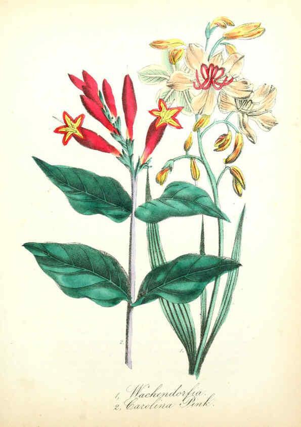 Reproducción/Reproduction 6022338800: The American flora. v.1 New York :Hull & Spencer,1855