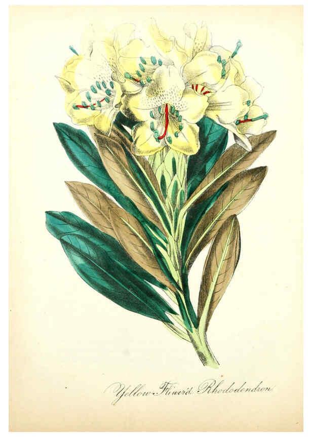 Reproducción/Reproduction 6021783535: The American flora. v.1 New York :Hull & Spencer,1855