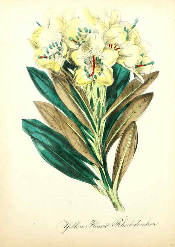 Reproducción/Reproduction 6021783535: The American flora. v.1 New York :Hull & Spencer,1855