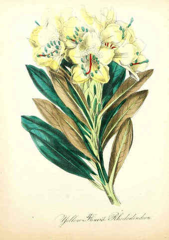 Reproducción/Reproduction 6021783535: The American flora. v.1 New York :Hull & Spencer,1855