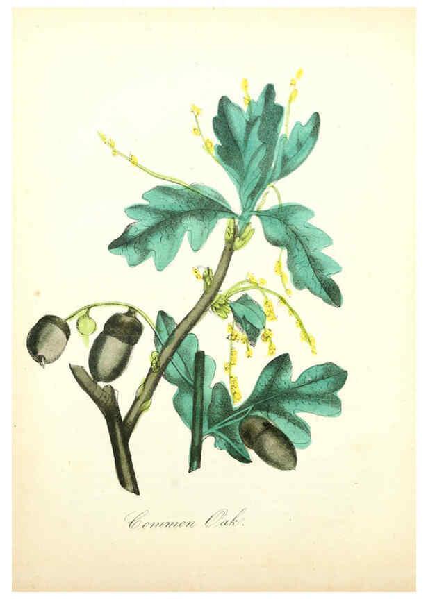 Reproducción/Reproduction 6021783777: The American flora. v.1 New York :Hull & Spencer,1855