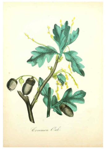 Reproducción/Reproduction 6021783777: The American flora. v.1 New York :Hull & Spencer,1855