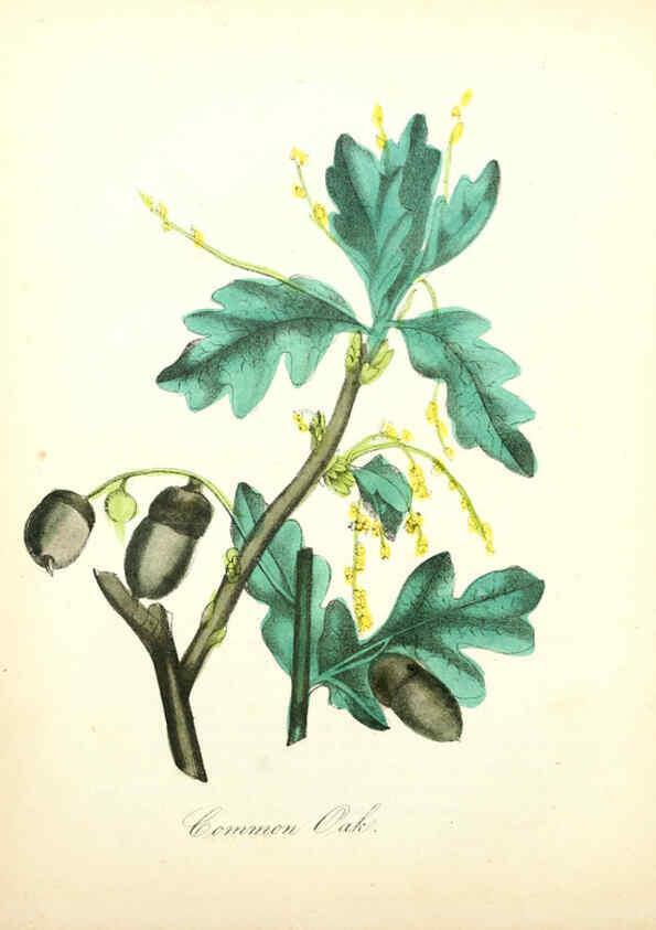 Reproducción/Reproduction 6021783777: The American flora. v.1 New York :Hull & Spencer,1855