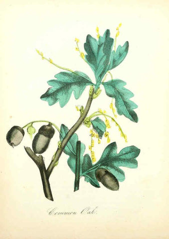 Reproducción/Reproduction 6021783777: The American flora. v.1 New York :Hull & Spencer,1855