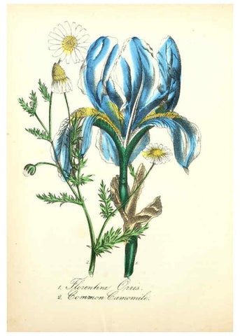 Reproducción/Reproduction 6021784135: The American flora. v.1 New York :Hull & Spencer,1855
