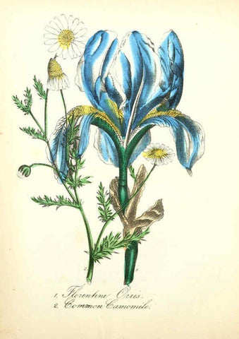 Reproducción/Reproduction 6021784135: The American flora. v.1 New York :Hull & Spencer,1855