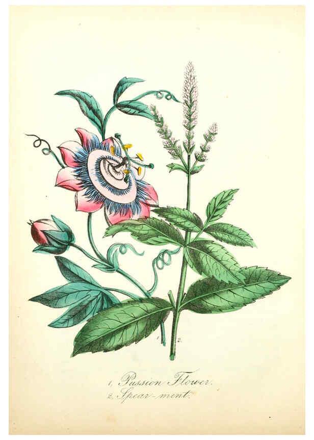 Reproducción/Reproduction 6022340096: The American flora. v.1 New York :Hull & Spencer,1855