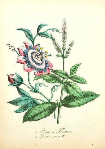 Reproducción/Reproduction 6022340096: The American flora. v.1 New York :Hull & Spencer,1855