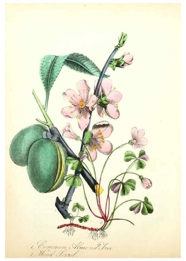 Reproducción/Reproduction 6022340342: The American flora. v.1 New York :Hull & Spencer,1855