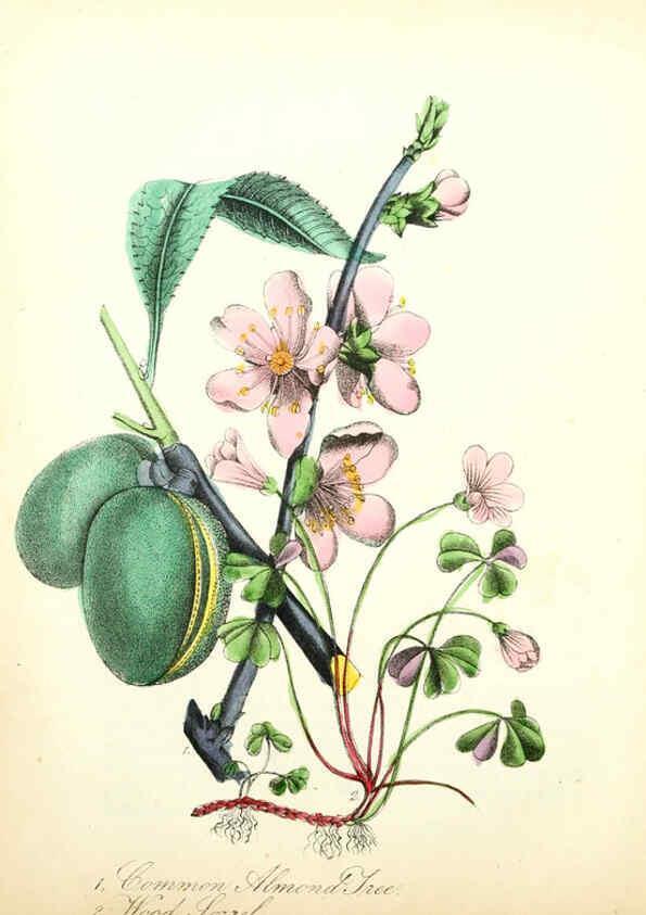 Reproducción/Reproduction 6022340342: The American flora. v.1 New York :Hull & Spencer,1855