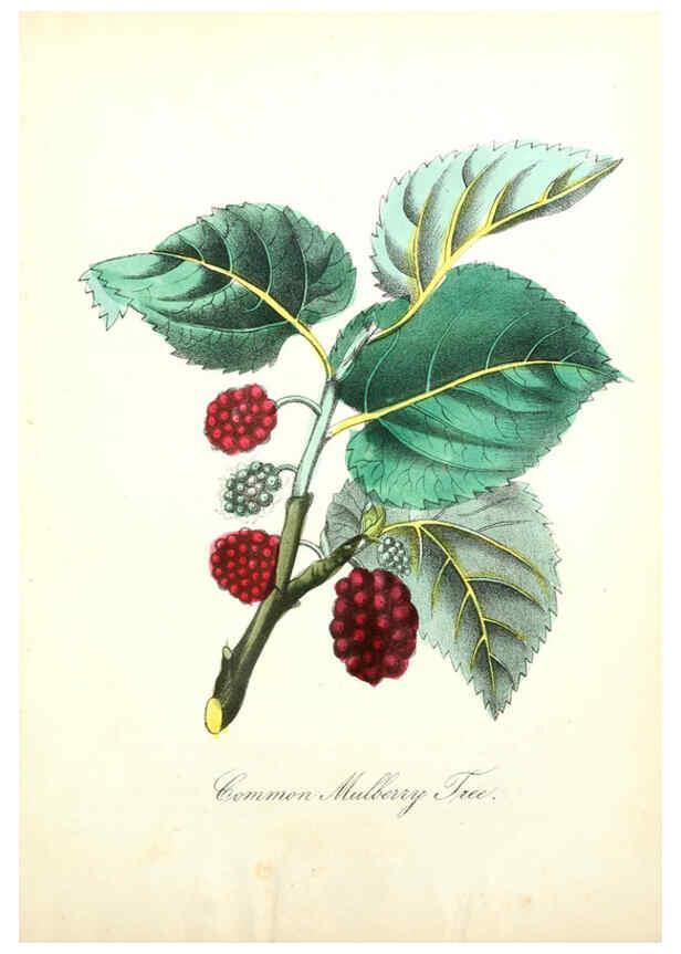 Reproducción/Reproduction 6021785145: The American flora. v.1 New York :Hull & Spencer,1855