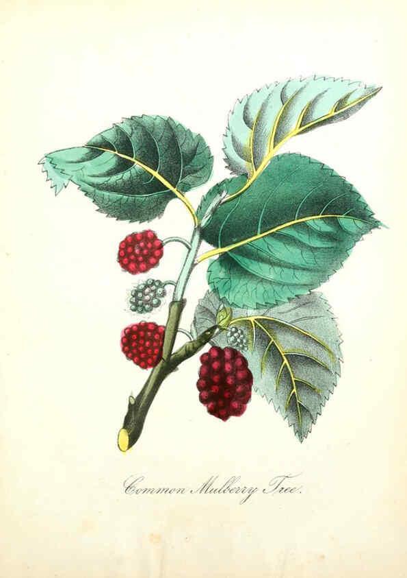 Reproducción/Reproduction 6021785145: The American flora. v.1 New York :Hull & Spencer,1855