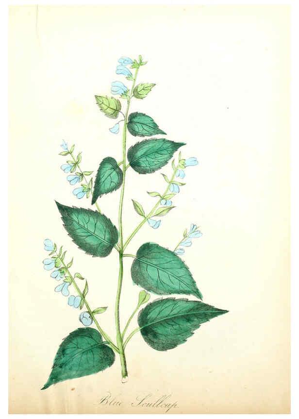 Reproducción/Reproduction 6021785883: The American flora. v.1 New York :Hull & Spencer,1855