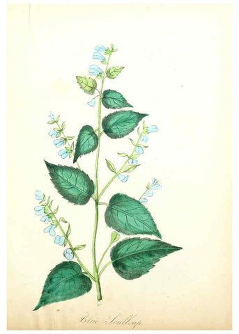 Reproducción/Reproduction 6021785883: The American flora. v.1 New York :Hull & Spencer,1855