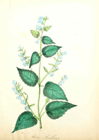 Reproducción/Reproduction 6021785883: The American flora. v.1 New York :Hull & Spencer,1855