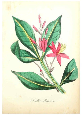 Reproducción/Reproduction 6022342086: The American flora. v.1 New York :Hull & Spencer,1855