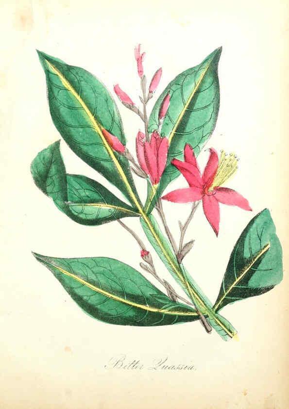 Reproducción/Reproduction 6022342086: The American flora. v.1 New York :Hull & Spencer,1855