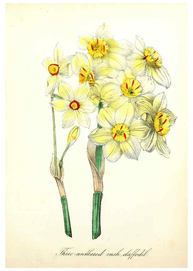 Reproducción/Reproduction 6021786807: The American flora. v.1 New York :Hull & Spencer,1855