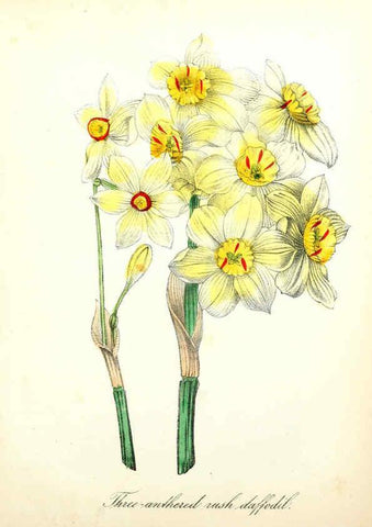 Reproducción/Reproduction 6021786807: The American flora. v.1 New York :Hull & Spencer,1855