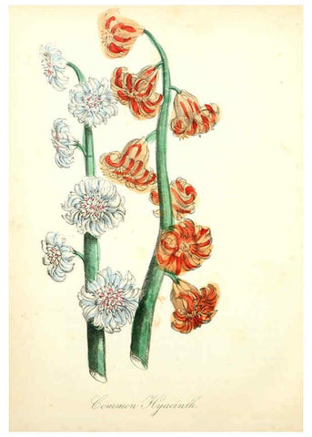 Reproducción/Reproduction 6022342730: The American flora. v.1 New York :Hull & Spencer,1855