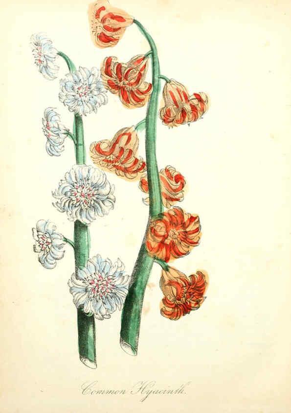 Reproducción/Reproduction 6022342730: The American flora. v.1 New York :Hull & Spencer,1855