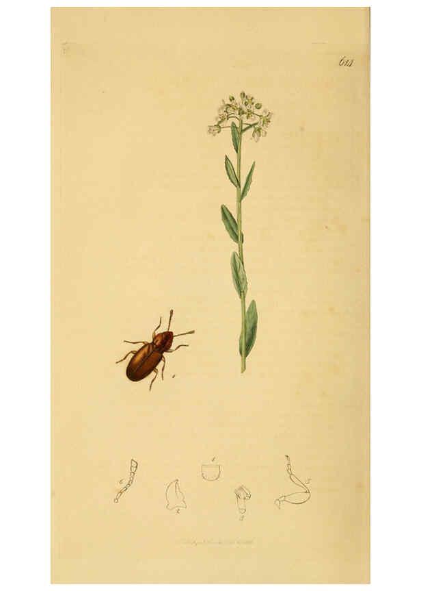 Reproducción/Reproduction 6021864041: British entomology. v.2 London,Printed for the author,1823-40