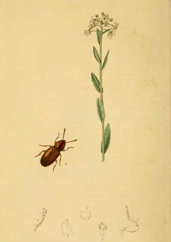 Reproducción/Reproduction 6021864041: British entomology. v.2 London,Printed for the author,1823-40