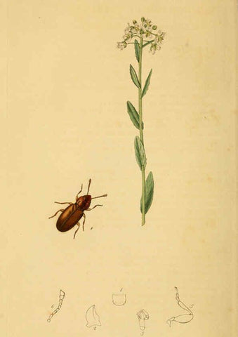 Reproducción/Reproduction 6021864041: British entomology. v.2 London,Printed for the author,1823-40