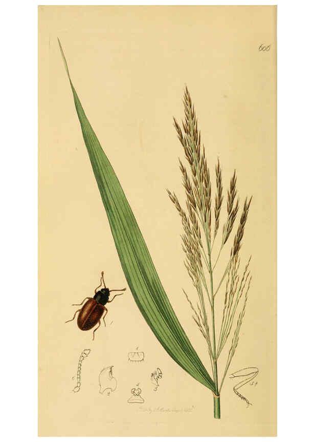 Reproducción/Reproduction 6021864429: British entomology. v.2 London,Printed for the author,1823-40